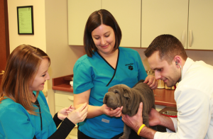 puppy-exam.001