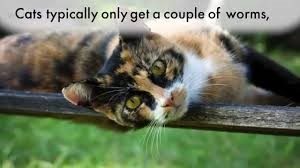 Cats can die from heartworm disease even though they usually only get a couple of worms