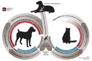 The life cycle of heartworms in dogs and cats is shown in this diagram. It is important to prevent the disease.