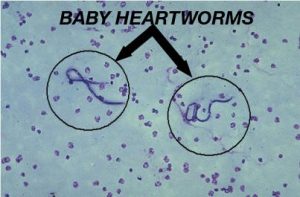 Heartworm microfilaria are the immature larval stage (baby worm) produced by an adult heartworm
