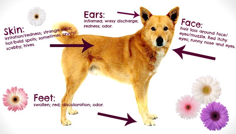 can an allergic reaction cause swelling in a dogs paws