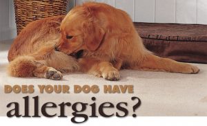 Golden Retriever laying on floor chewing from allergies