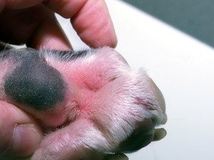 skin irritation on dogs paws