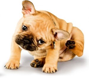 Puppy Itching Ears Due to Allergies