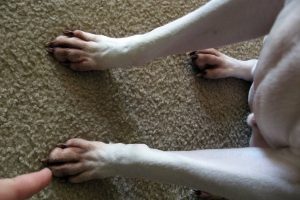 Feet of dog stained from licking as a result of atopy or allergies