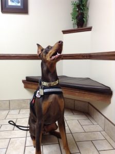 Ichi is a Doberman service dog being trained for an Iraq vet to help with PTSD