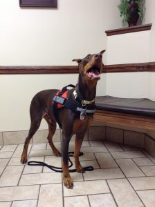 Service dog Ichi is shown after receiving his exam at Dupont Veterinary Clinic