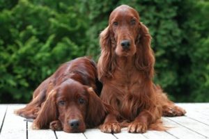 Blog - Food - Irish Setters