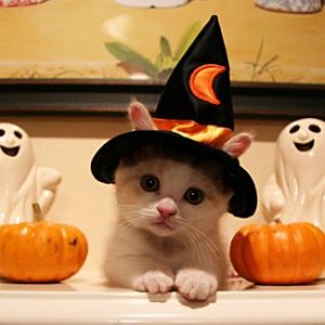 Kitten wearing black Halloween hat