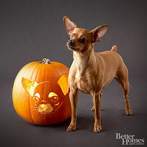 Chihuahua standing with a carved pumpkin with Chihuahua face