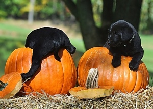 2 Lab puppies sitting on top of pumpkins