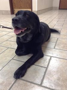Labrador Retriever guide dog relaxing on floor at Dupont Vet Clinic