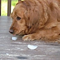 Golden Retriever laying on ground eating ice cubes