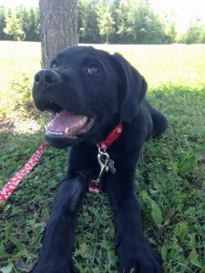 Black lab puppy laying in grass