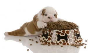 Small puppy laying on ground with nose in large bowl of food