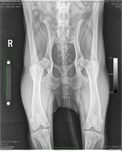 X-ray of a dog with severe hip dysplasia