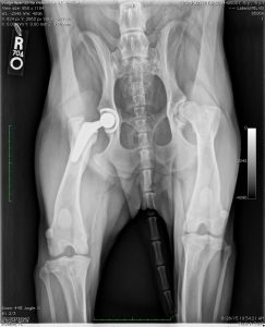 X-ray of a dog's pelvis after a hip replacement