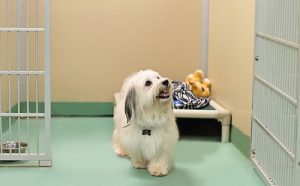 Cute Tan Dog Leaving Kennel