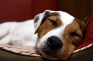 Brown and White Dog Sleeping