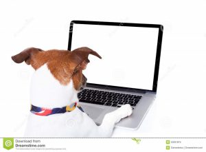 Dog Looking at Laptop
