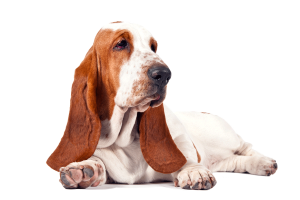 Red and White Basset Hound