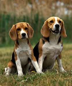 Two Beagles sitting posing