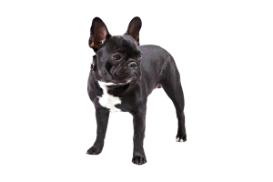 Photo of French Bulldog