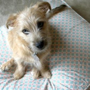 Cute mixed breed dog on a pillow