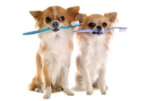 2 dogs sitting with toothbrush in mouth