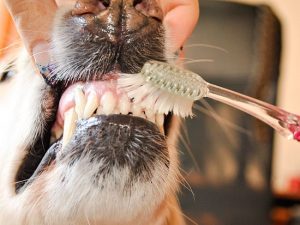 Demonstrating brushing teeth