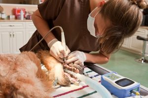 Technician performing dental prophy