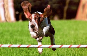 Basset jumping over bar