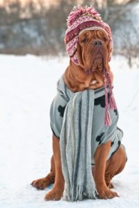 Mastiff wearing hat and sweater