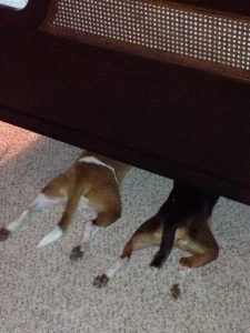 Two beagles under bed with back end sticking out