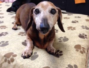 Aged Dachshund lying on pillow