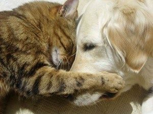 Older cat and dog sleeping nose to nose