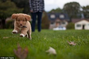 Young puppy running in grass