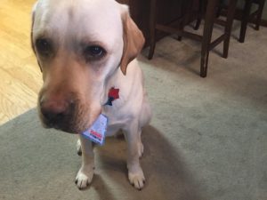 Lab service dog holding credit card in mouth