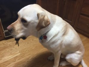 Reef The Service Dog