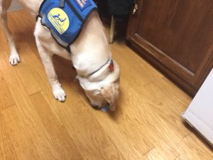 Service dog reaching for credit card on floor