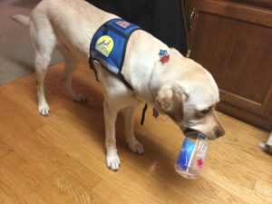 Lab service dog holding water bottle
