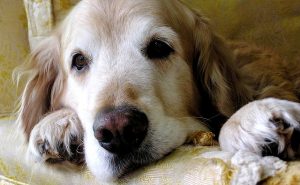 Geriatric Golden Retriever lying on couch