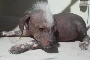 Mexican hairless dog resting