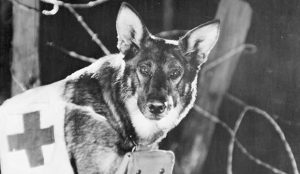 Photo of Rin Tin Tin
