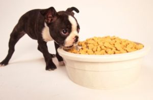Boston Terrier puppy eating