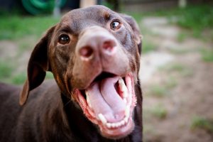 Close up photo of face of Labrador