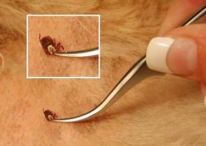 Pulling tick off of dog with tweezers