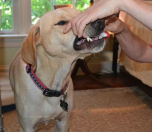 Brushing a Yellow Labrador Retriever's teeth