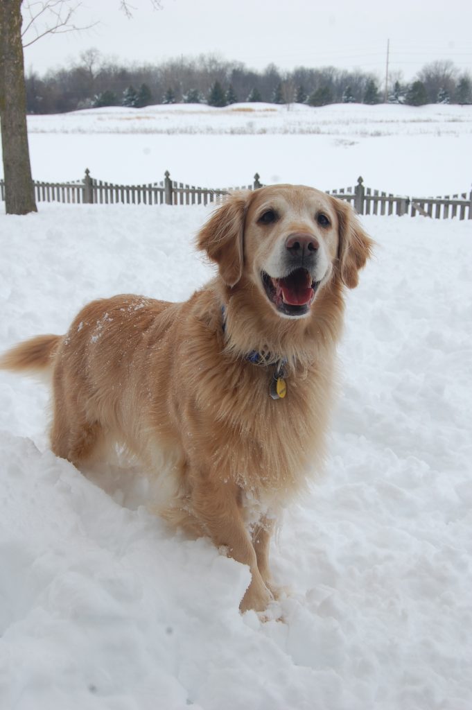 Golden Retriever Happy In Snow