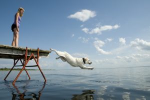 White Dog Jumping Off Dock Into The Water